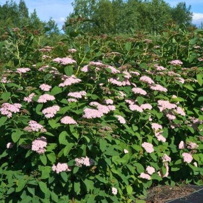 Спирея Фришиана Пинк Парасолс Спирея Фришиана Пинк Парасолс - Dolina-Sad.Ru