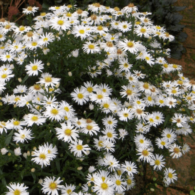 Астра кустарниковая Вейс Астра кустарниковая Вейс фото