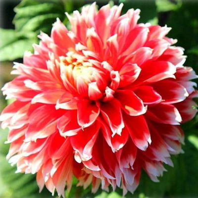 Георгина Ноел Георгина Ноел фото