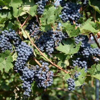 Виноград Страшенский Виноград Страшенский - Dolina-Sad.Ru