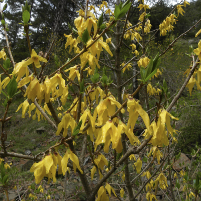 Форзиция европейская Форзиция европейская фото