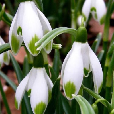 Подснежник Нивалис Подснежник Нивалис фото