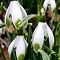 Подснежник Нивалис Подснежник Нивалис фото