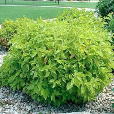 Дерен белый Ауреа Дерен белый Ауреа фото