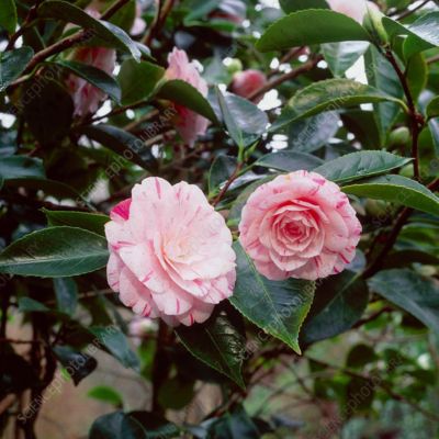 Камелия японская Вильям Бартлетт - Dolina-Sad.Ru