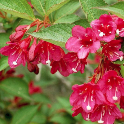 Вейгела Ева Ратке Вейгела Ева Ратке фото