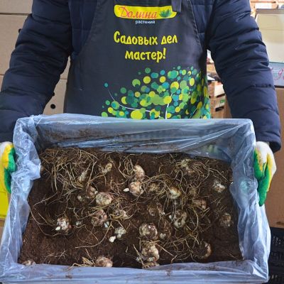 Лилия Элоди Лилия Элоди фото