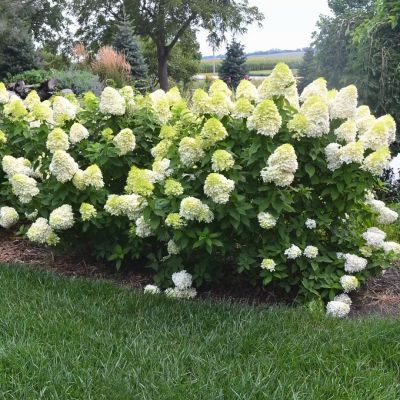 Гортензия метельчатая Селекшн Гортензия метельчатая Селекшн - Dolina-Sad.Ru