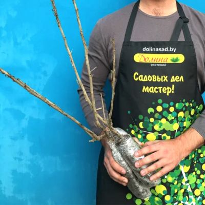 Смородина Виноградная Смородина Виноградная фото