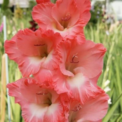 Гладиолус Каптива Гладиолус Каптива фото