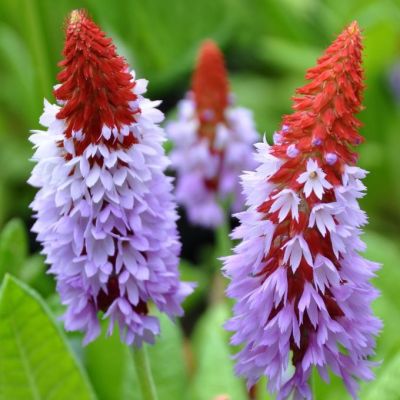 Примула Виалли Примула Виалли фото