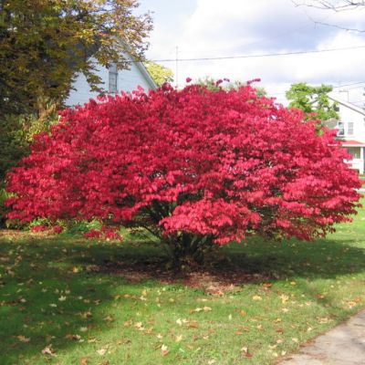 Бересклет Крылатый Чикаго Файер Бересклет Крылатый Чикаго Файер фото