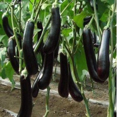 Баклажан Черный Дракон F1 Баклажан Черный Дракон F1 фото
