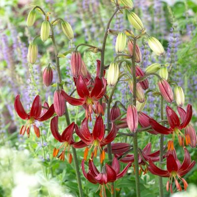 Лилия Клауди Шрайд (в горшке) Лилия Клауди Шрайд (в горшке) фото