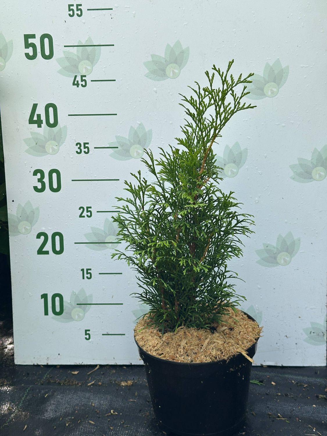 Туя Западная Смарагд, С2 - Dolina-Sad.Ru