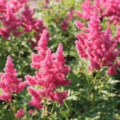 Астильба японская Бремен , P9 Астильба японская Бремен , P9 фото