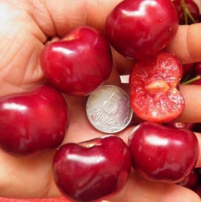 Черешня Свитхарт - Dolina-Sad.Ru