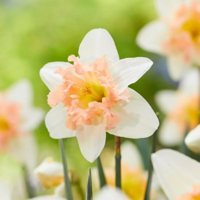 Нарцисс Пальмарис Нарцисс Пальмарис - Dolina-Sad.Ru