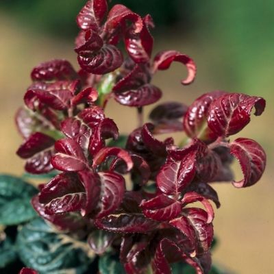 Леукотоэ аксиларис Керли Рэд Леукотоэ аксиларис Керли Рэд - Dolina-Sad.Ru