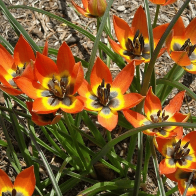 Тюльпан Литл Принцесс Тюльпан Литл Принцесс фото