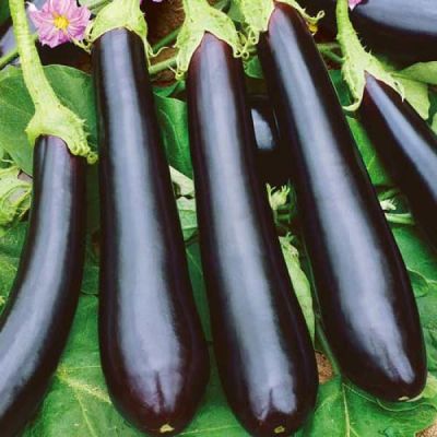 Баклажан Илья Муромец фото