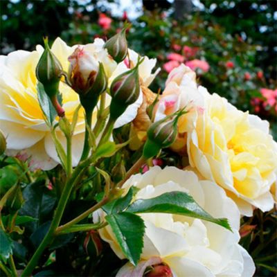 Роза Царина Роза Царина - Dolina-Sad.Ru