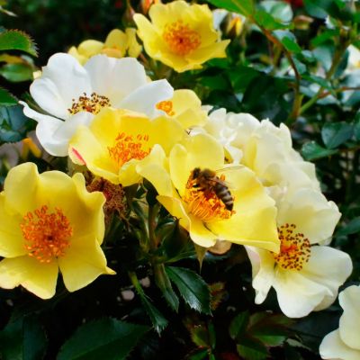 Роза Би Голд Роза Би Голд - Dolina-Sad.Ru