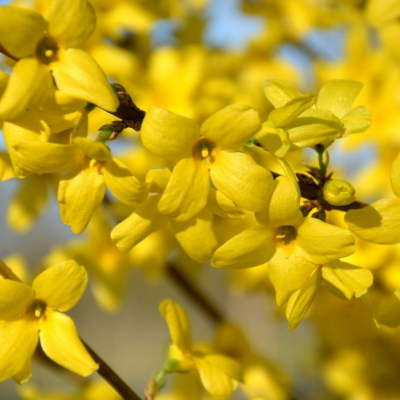 Форзиция промежуточная Уикенд Форзиция промежуточная Уикенд фото