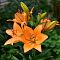 Лилия Мандарин Стар Лилия Мандарин Стар - Dolina-Sad.Ru