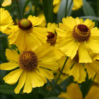 Гелениум осенний Хелена Голд фото