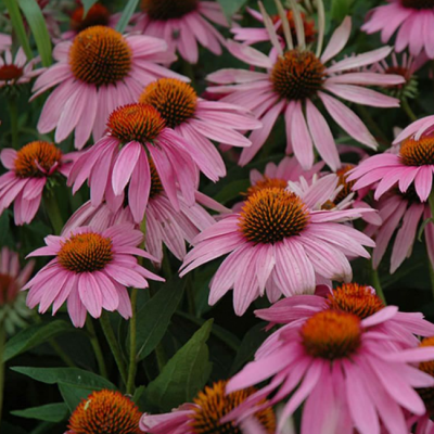 Эхинацея пурпурная Магнус Эхинацея пурпурная Магнус фото