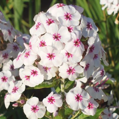 Флокс Майкс Фаворит Флокс Майкс Фаворит - Dolina-Sad.Ru