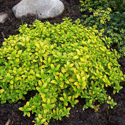 Тимьян лимоннопахнущий Ауреус Тимьян лимоннопахнущий Ауреус фото