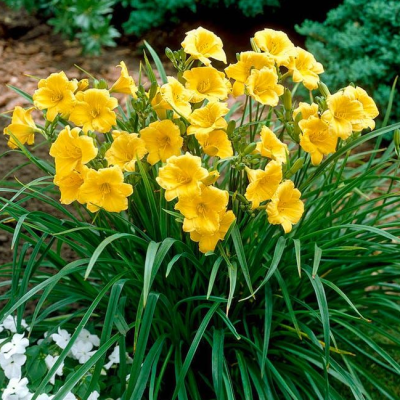 Лилейник Стелла д'Оро Лилейник Стелла д'Оро фото