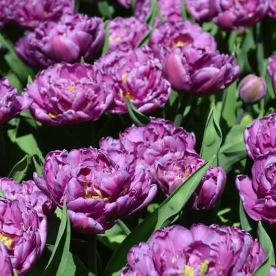 Тюльпан Парпл Пион фото