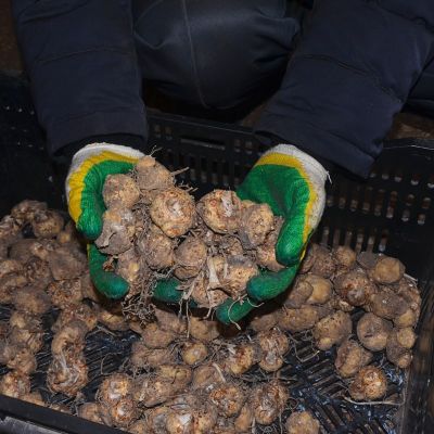 Калла Саммер Сан Калла Саммер Сан - Dolina-Sad.Ru