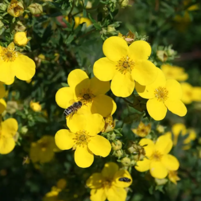 Лапчатка кустарниковая ГолдФингер фото