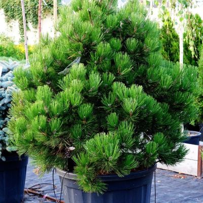 Сосна Белокорая Компакт Джем Сосна Белокорая Компакт Джем фото