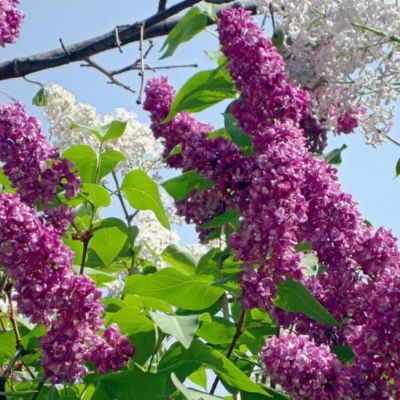 Сирень Миссис Эдвард Хардинг Сирень Миссис Эдвард Хардинг фото