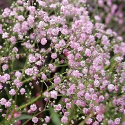 Гипсофила Май Пинк Гипсофила Май Пинк фото