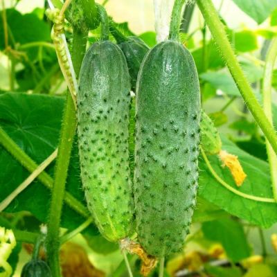 Огурец Муму F1 Огурец Муму F1 фото