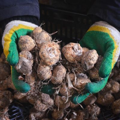 Калла Кристал Блаш Калла Кристал Блаш фото