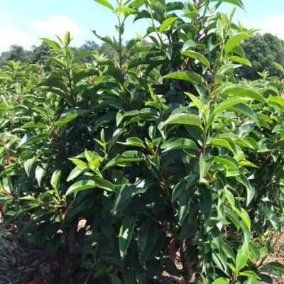 Лавровишня португальская Ангустифолиа фото