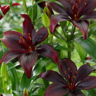 Лилия Мапира Лилия Мапира фото