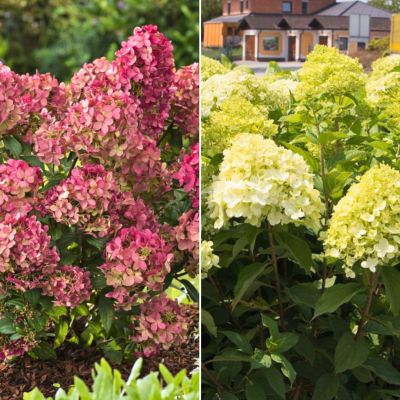 Комплект метельчатых гортензий Рассвет Комплект метельчатых гортензий Рассвет - Dolina-Sad.Ru