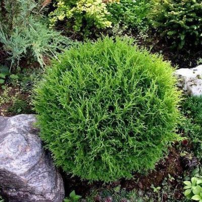 Туя западная Литл Чемпион Туя западная Литл Чемпион фото