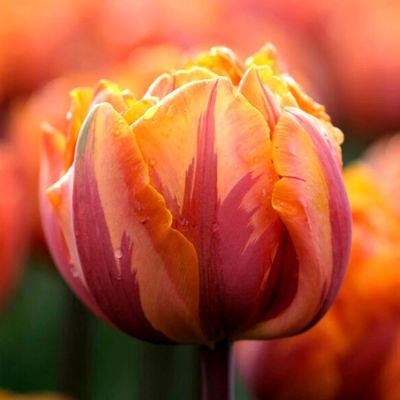 Тюльпан Оранж Принцесс Тюльпан Оранж Принцесс - Dolina-Sad.Ru