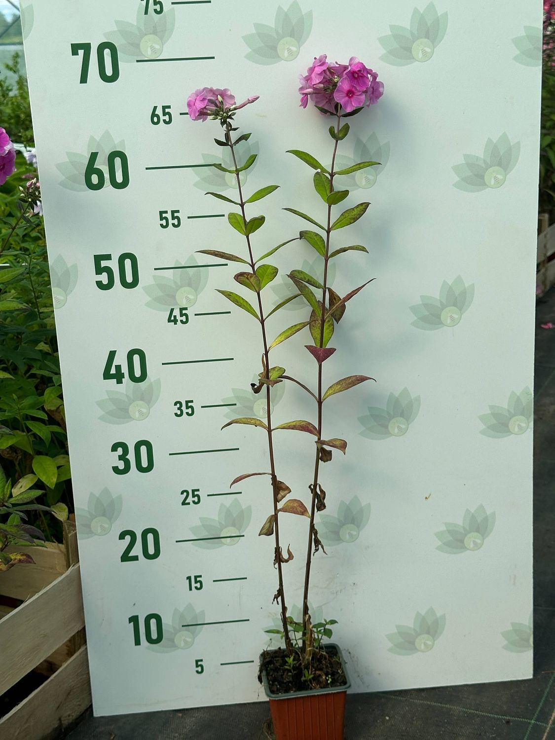 Флокс метельчатый Ева Каллам - Dolina-Sad.Ru