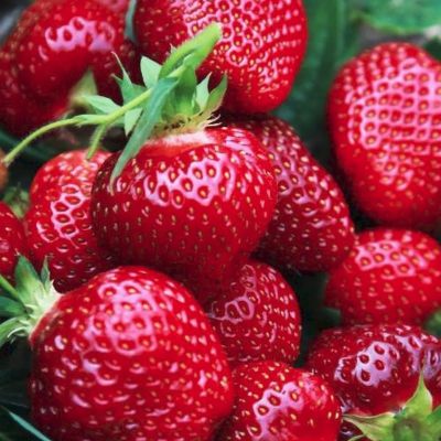 Комплект саженцев клубники Хонеойе Комплект саженцев клубники Хонеойе - Dolina-Sad.Ru