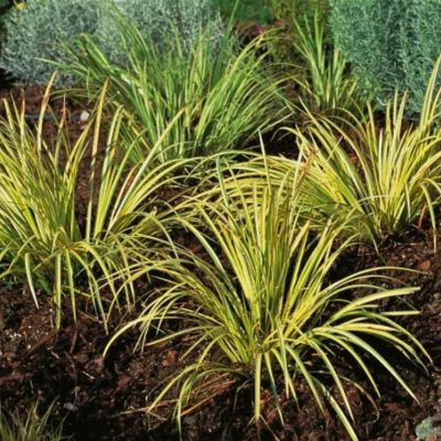 Осока коричневая Ауреомаргината Осока коричневая Ауреомаргината - Dolina-Sad.Ru